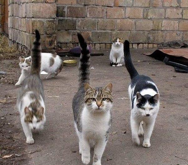 Коты и кошки с характером, фото