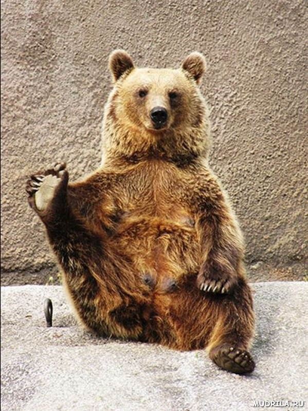 Йога для медведей