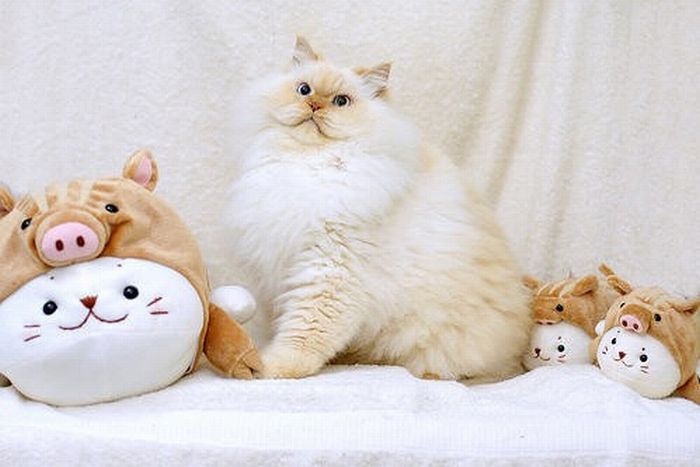 Фото животных, забавный пушистый смешной кот