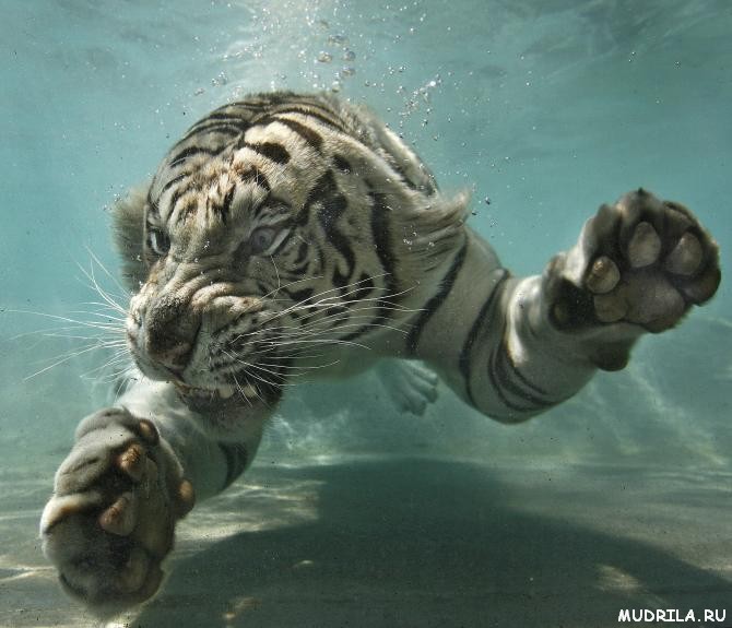 Самые необычные плавающие животные