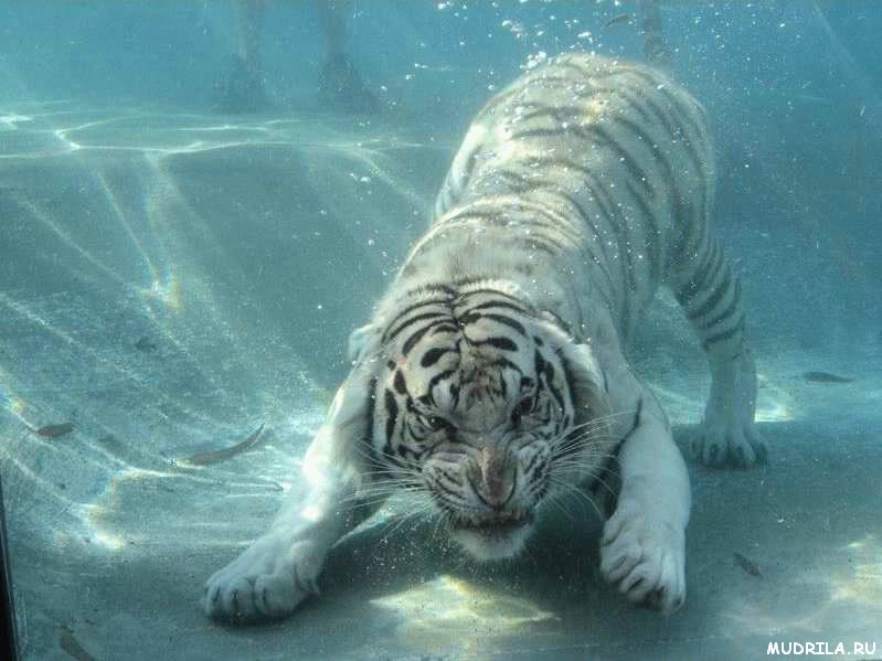 Самые необычные плавающие животные