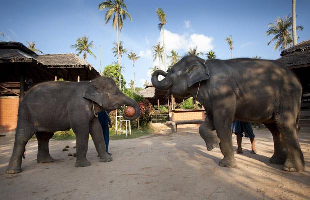 Тайланд. Слонов обучают играть в баскетбол