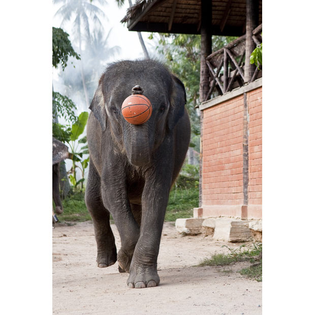 Тайланд. Слонов обучают играть в баскетбол