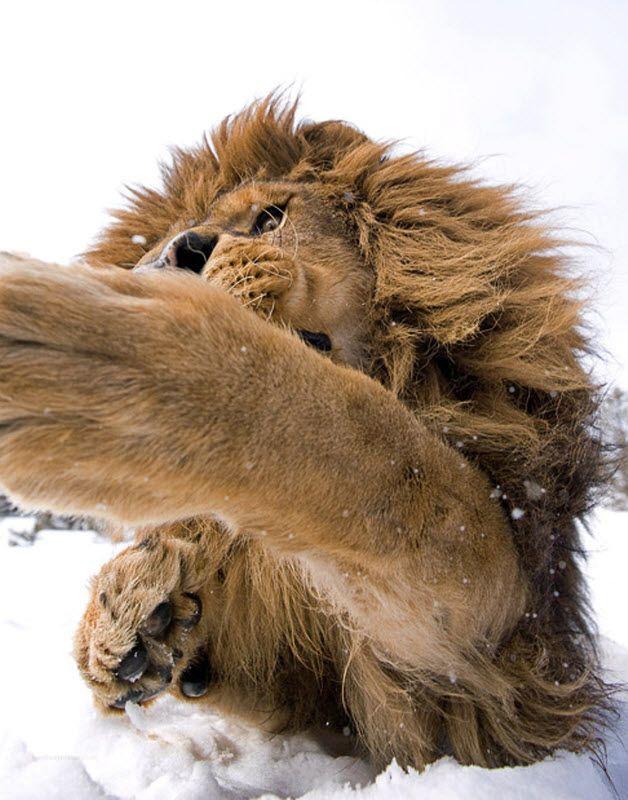 Джонатан Гриффитс фотосъемка диких животных