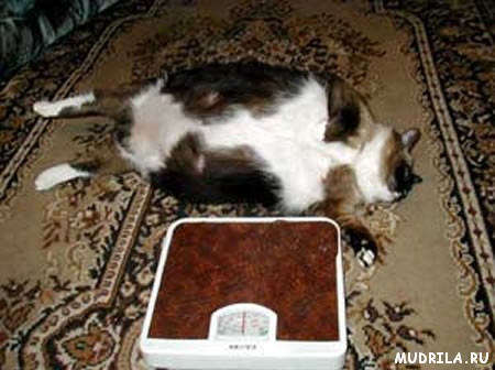 Фото самых толстых котов в мире