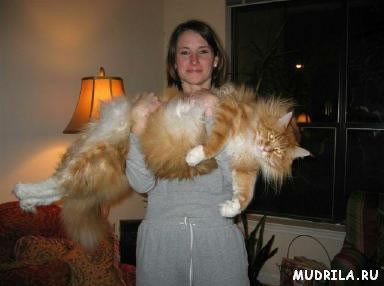 Фото самых толстых котов в мире