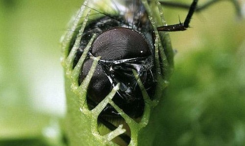 Опасные ядовитые растения, поедающие насекомых и людей