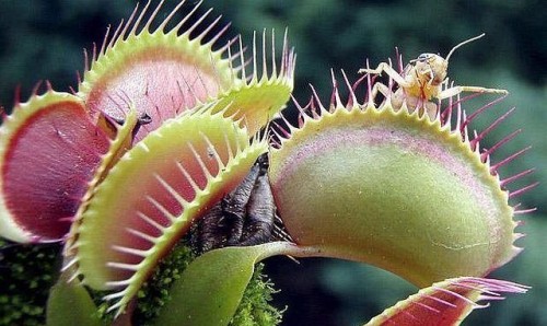 Опасные ядовитые растения, поедающие насекомых и людей