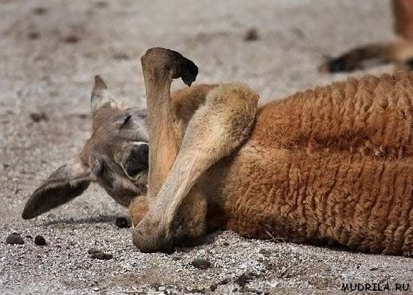 Спящая кенгуру, фото