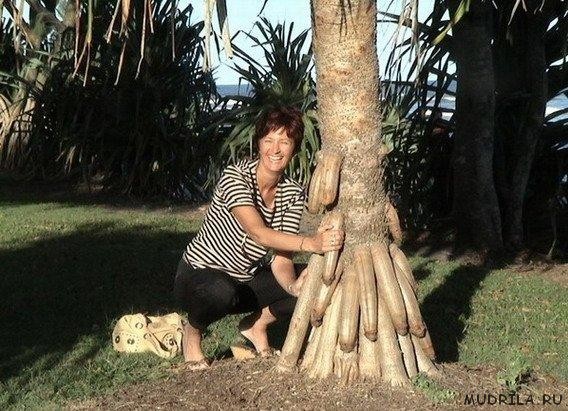женщина рукой гладит член дерева, фото