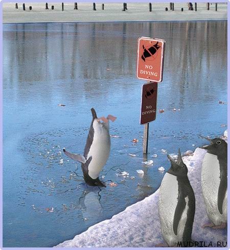 Нырять, особенно, пингвинам, запрещено