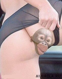 Лысая Киска, плавно переходящая в обезьянку, фото