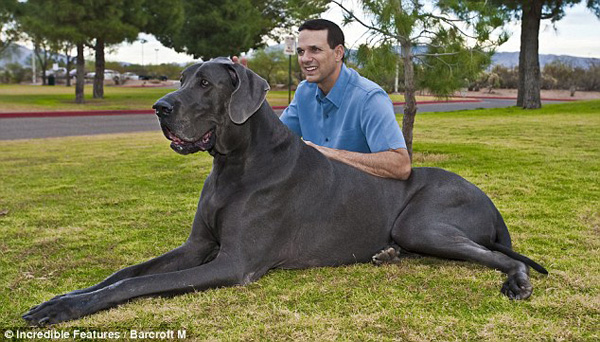 Животные фото. Собака гигант из Аризоны