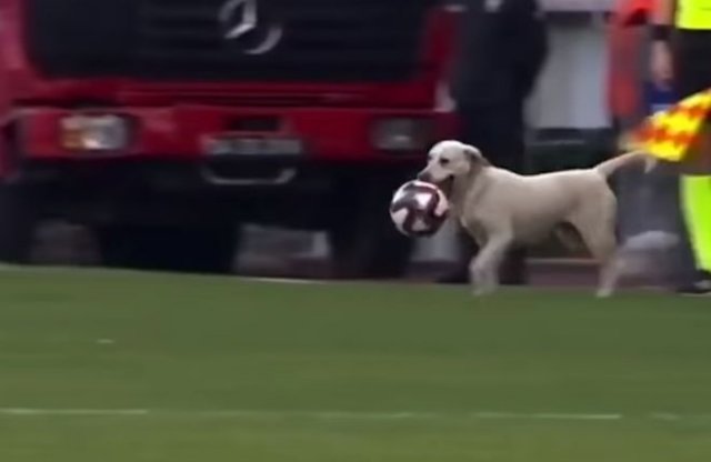 пес отобрал мяч у футболистов