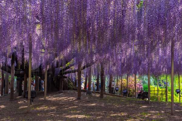 Цветущая 144-летняя глициния в японском парке Асикага
