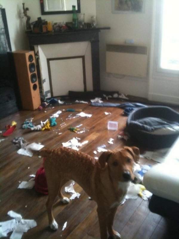 Собака устроила бардак в комнате