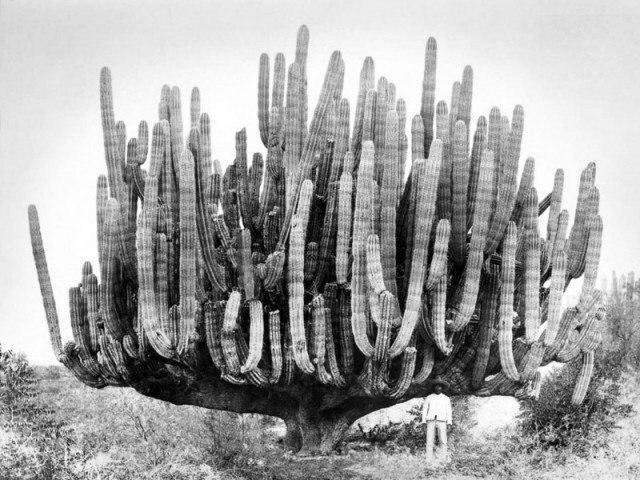 Мужчина под гигантским кактусом, Калифорния, 1895 год.