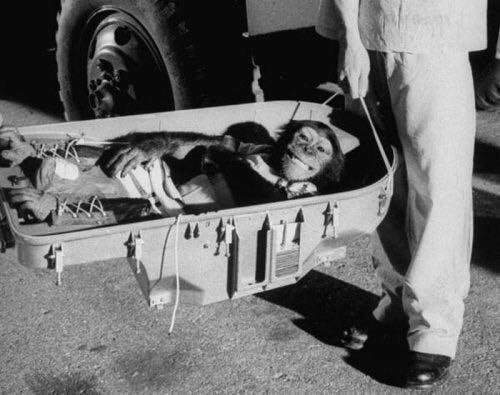 Хэм-первый шимпанзе-астронавт, вернувшийся из своего легендарного 16-часового полета. 1961 год