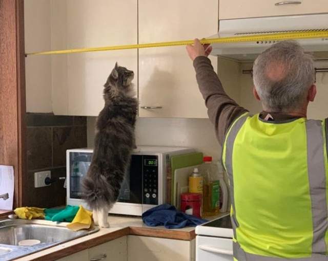 Пора обновлять кухню и кошка уже начала делать замеры