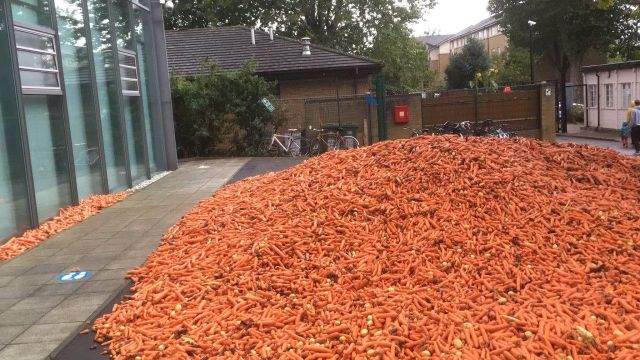 Морковь на земле