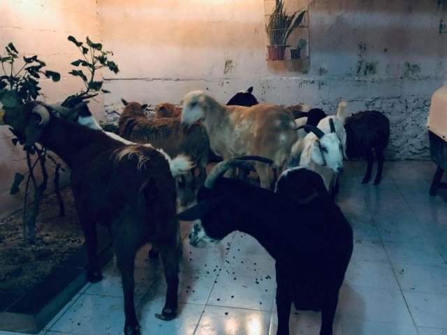 Рикардо Пиментель и его животные из приюта