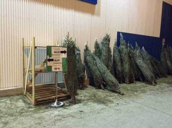 В Канаде есть магазины, где можно купить елку
