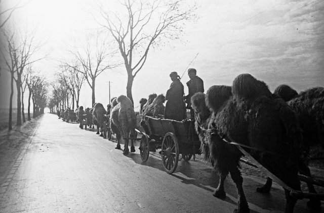 Советский верблюжий обоз на подступах к Берлину. Германия, март 1945 года.