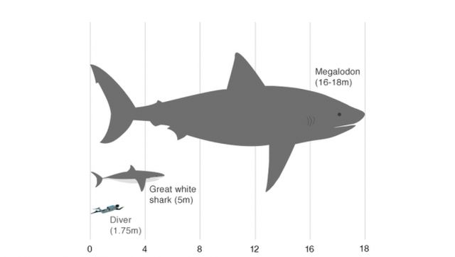 Сравнение мегалодона с обычной акулой и человеком