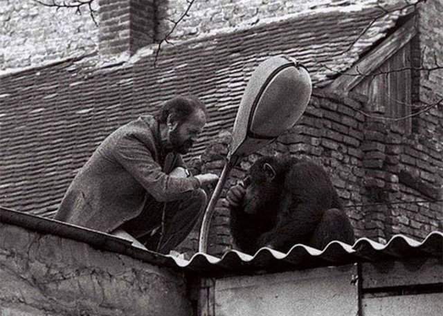 Начальник Белградского зоопарка уговаривает сбежавшего шимпанзе по кличке &quot;Сами&quot; вернуться обратно в зоопарк. Фото 1988 года.
