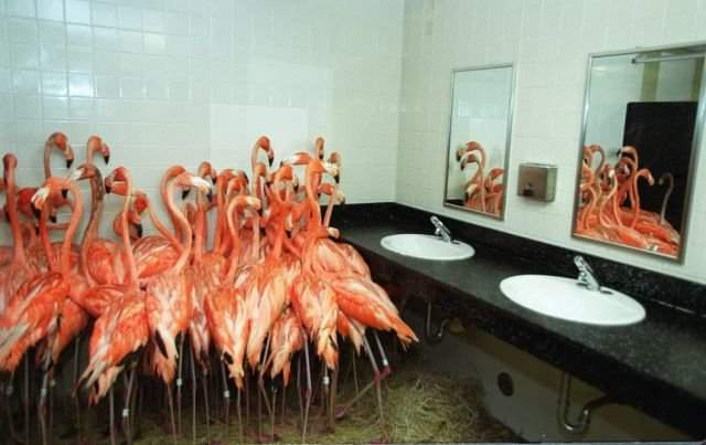 Фламинго пережидают ураган Эндрю в туалете зоопарка Майами