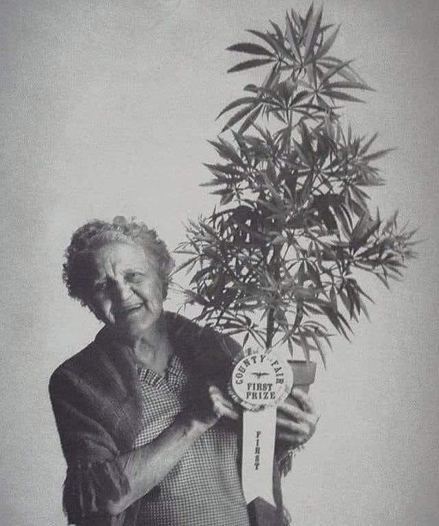 Счастливая бабушка с лучшей марихуаной в округе, Калифорния Сити, 1973 год.