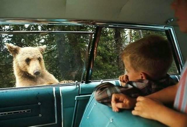 Национальный парк Йеллоустоун, в котором обитает немало редких видов животных, 1966 год.