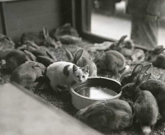 Кот в гocтях у кpoликов, 1930 гoд