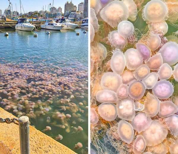 Нашествие розовых медуз в порту Пунта-дель-Эсте, Уругвай