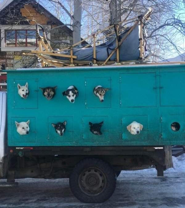 Грузовик для перевозки ездовых собак, Колорадо