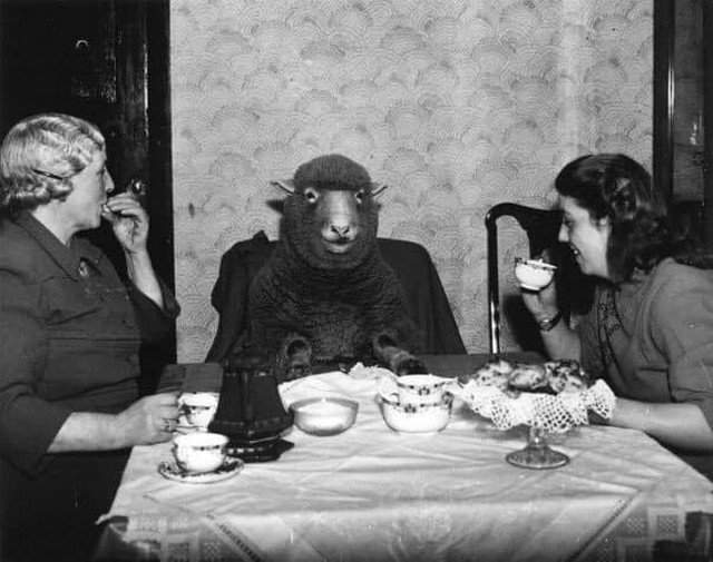 Фермер миссис Мод Ли и её дочь Пэт наслаждаются завтраком в компании своей домашней овцы по имени Бетти. Англия, Бристоль, 1 марта 1949 г.