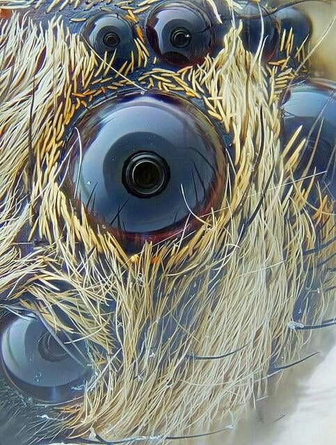 Глаза паука, в которых отражается камера