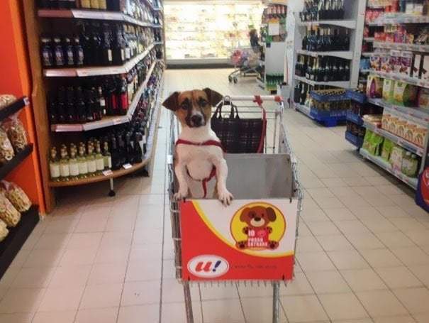 Специальный отсек для собак, с которыми можно делать покупки в Италии