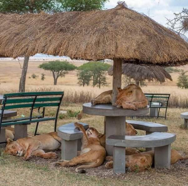 Львицы на пикнике