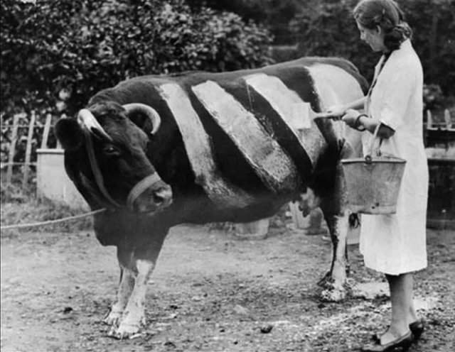 Фермер красит корову во время Второй Мировой Войны, чтобы случайно не стала жертвой наезда автомобиля, Великобритания, 1939 год.