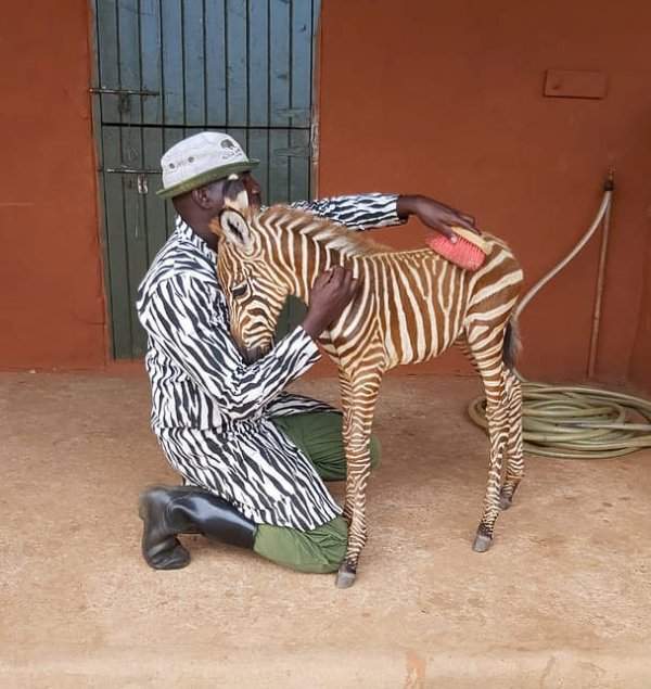 Сотрудники фонда охраны дикой природы носят специальную одежду для ухода за осиротевшим жеребёнком зебры.