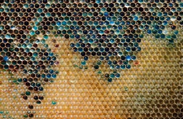 В 2012 году французские пчеловоды не могли разгадать тайну синего и зелёного меда в своих ульях