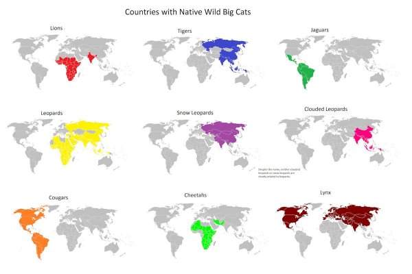 В каких регионах проживают разные виды крупных диких кошек