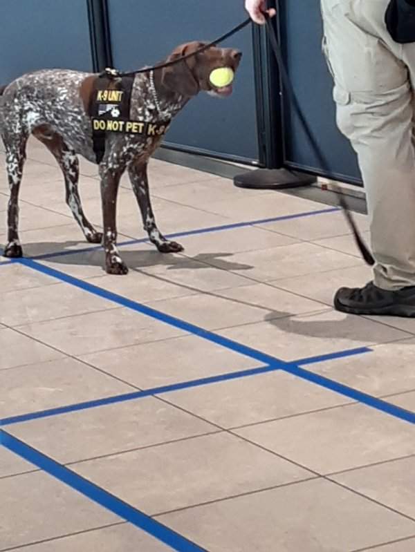 Собака, охраняющая аэропорт, «конфисковала» мячик кого-то из пассажиров и отказывалась отдать его обратно