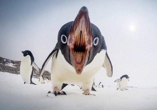 Как выглядит рот пингвина