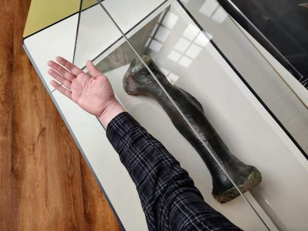 Сравнение плюсневой кости тираннозавра и руки человека ростом 198 см