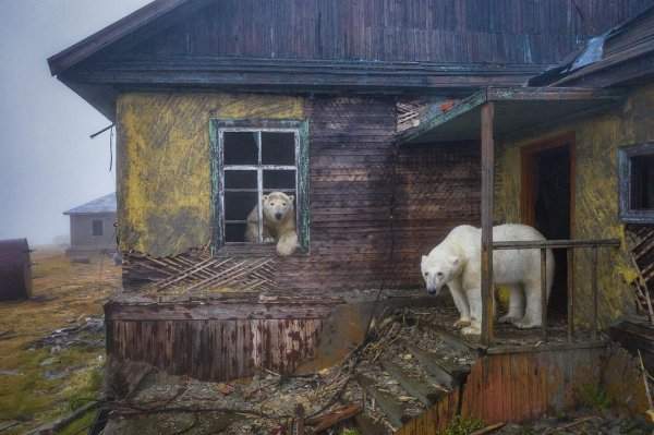 Белые медведи на заброшенной метеостанции на острове Колючин