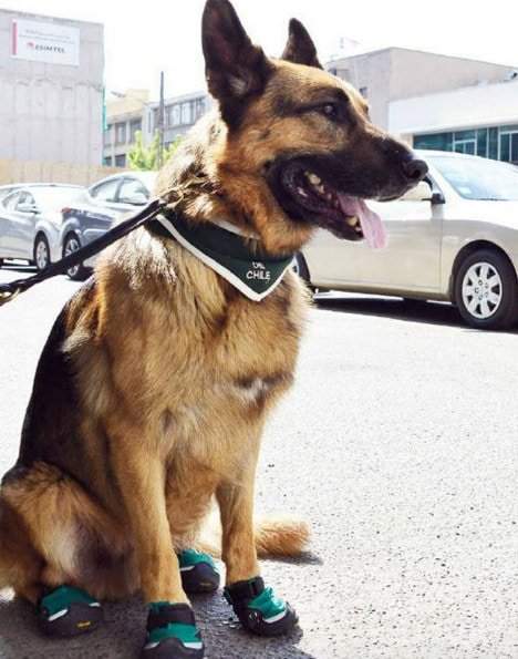 Полицейские собаки в Чили выходят на службу в ботиночках