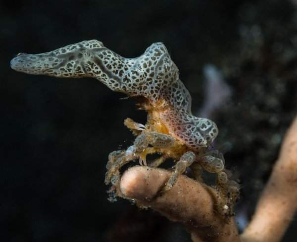 Крабы-декораторы прикрепляют себе на панцирь растения и кораллы, чтобы спрятаться от хищников