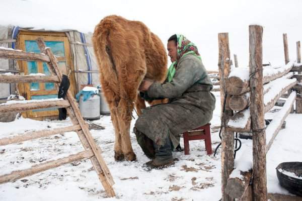 На одного жителя Монголии приходится более 20 животных